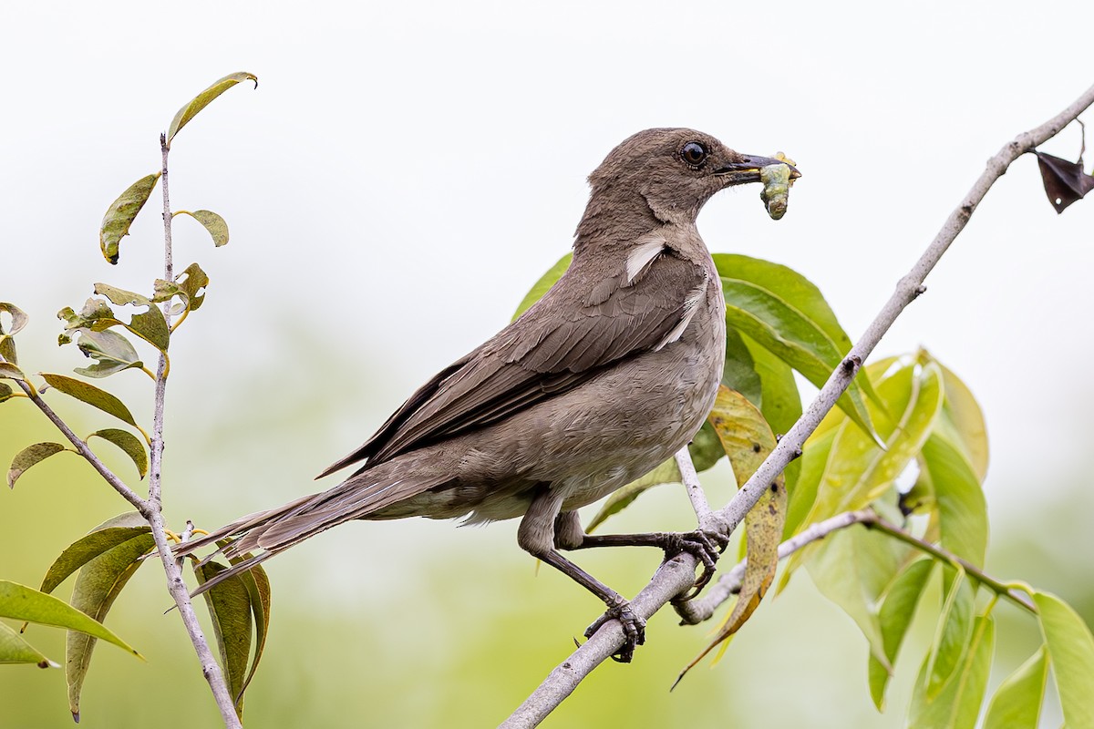 Black-billed Thrush - ML611323754