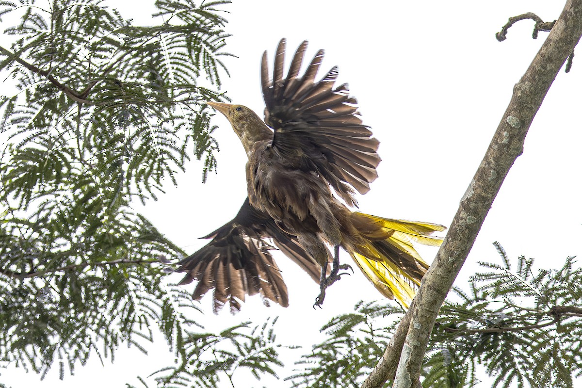 Russet-backed Oropendola - ML611323786