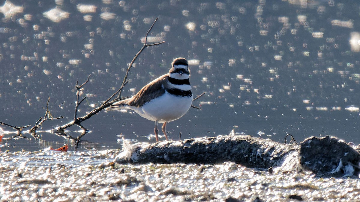 Killdeer - ML611323817