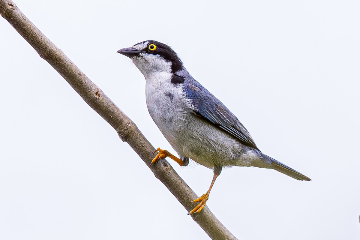 Hooded Tanager - ML611323820