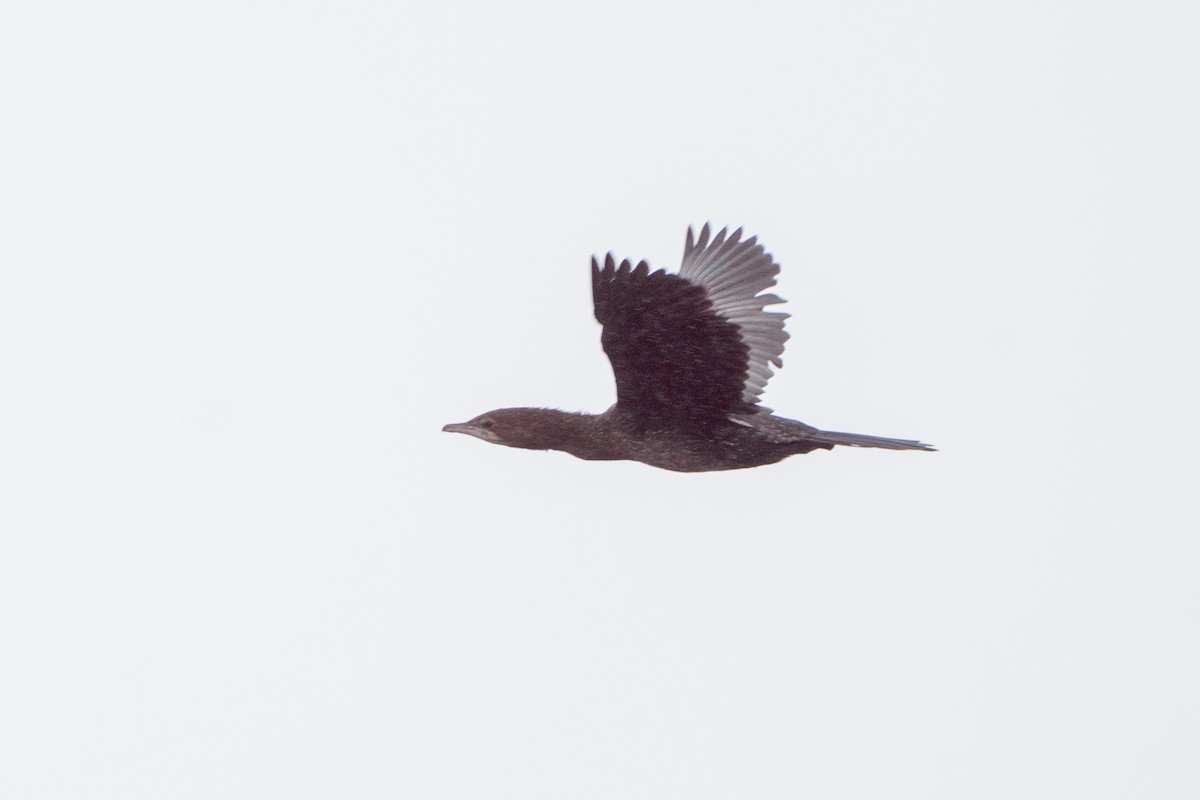 Pygmy Cormorant - ML611323841