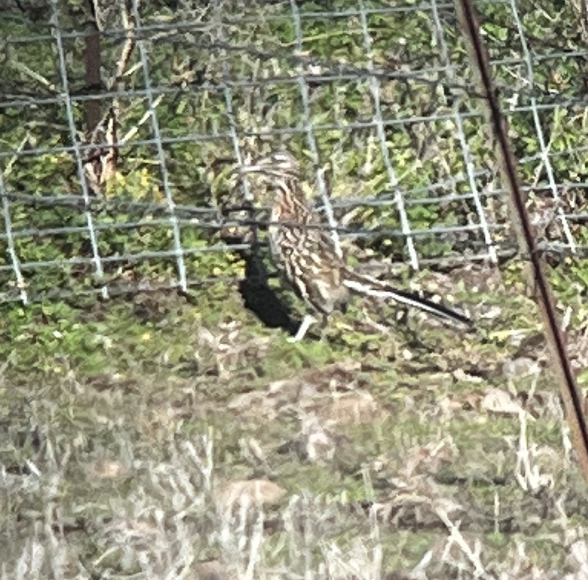 Greater Roadrunner - ML611323895