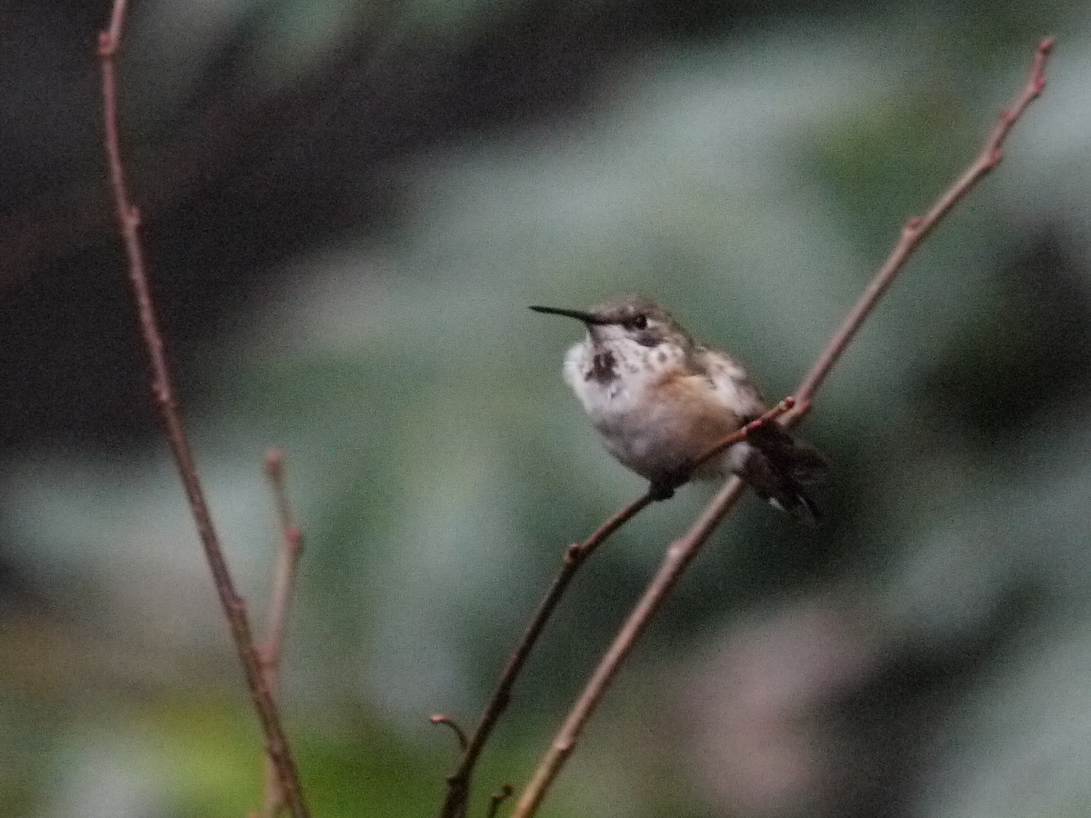 Rufous Hummingbird - ML611323953