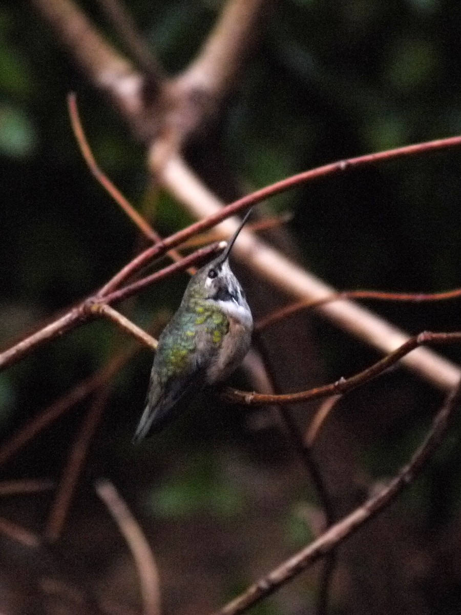 Rufous Hummingbird - ML611323954