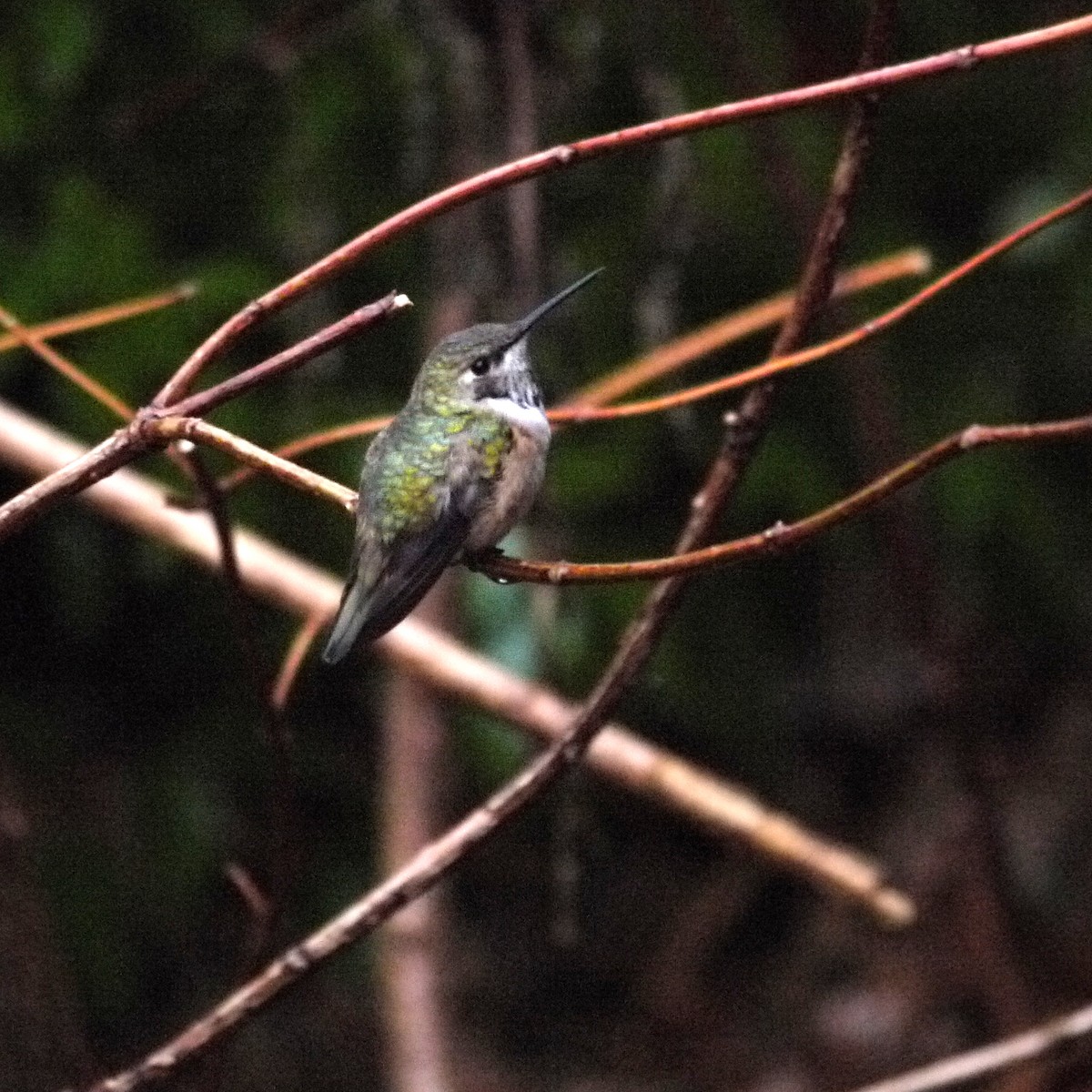 rødkolibri - ML611323955