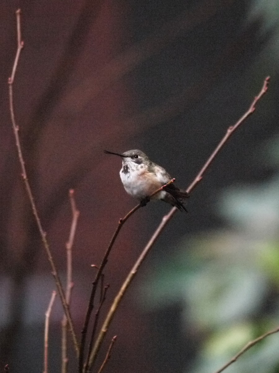 Rufous Hummingbird - ML611323957