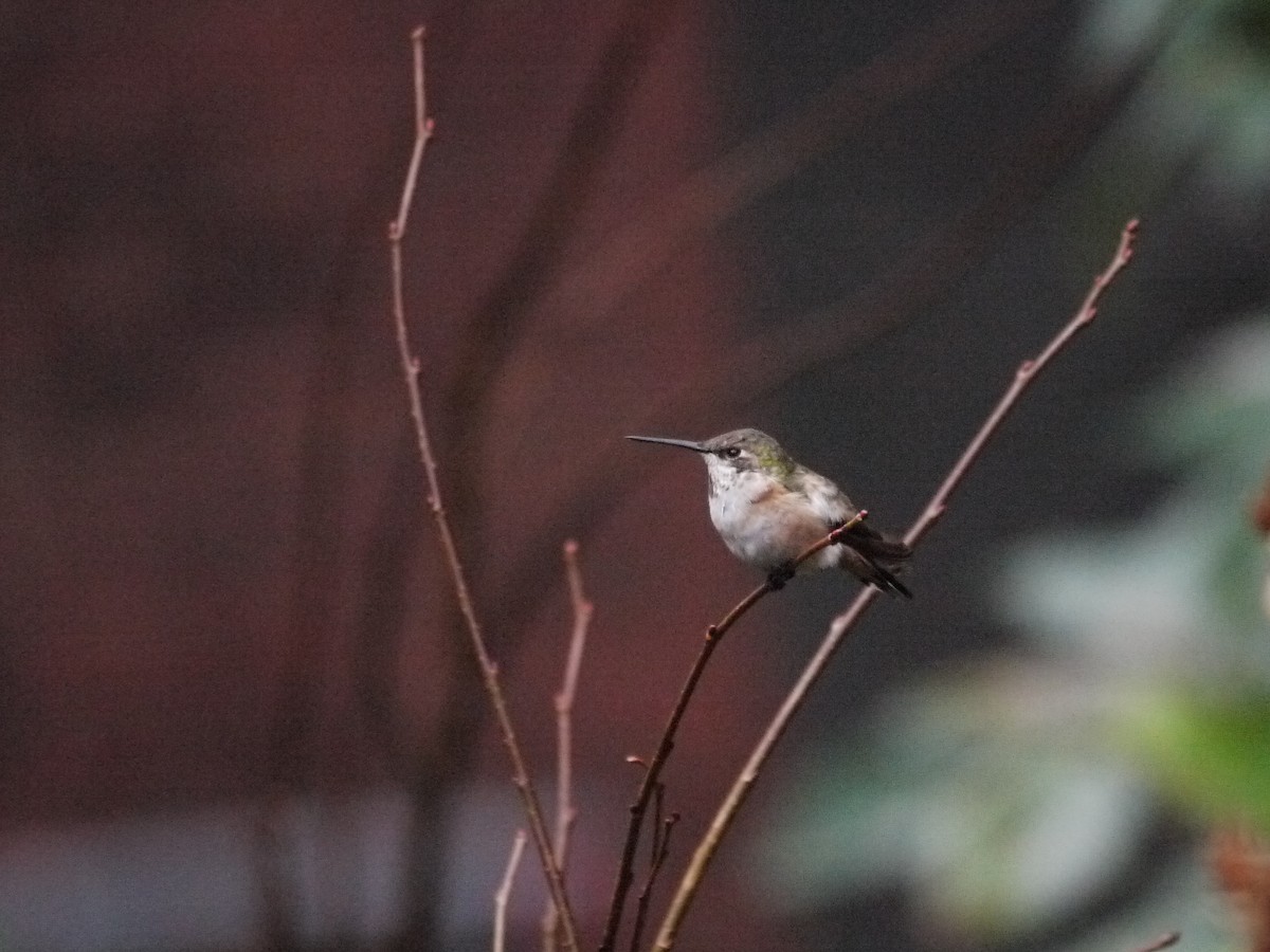 Rufous Hummingbird - ML611323958