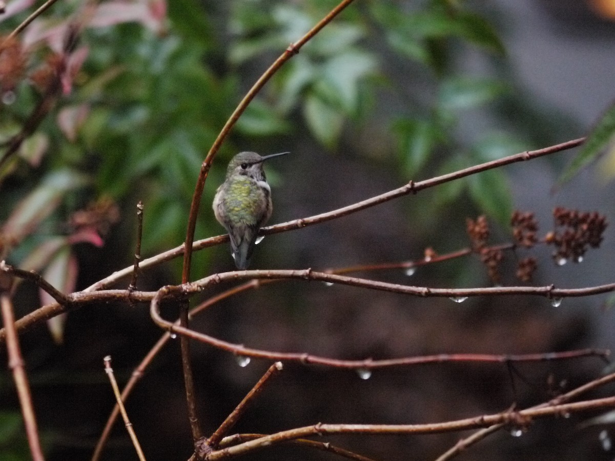 Rufous Hummingbird - ML611323959