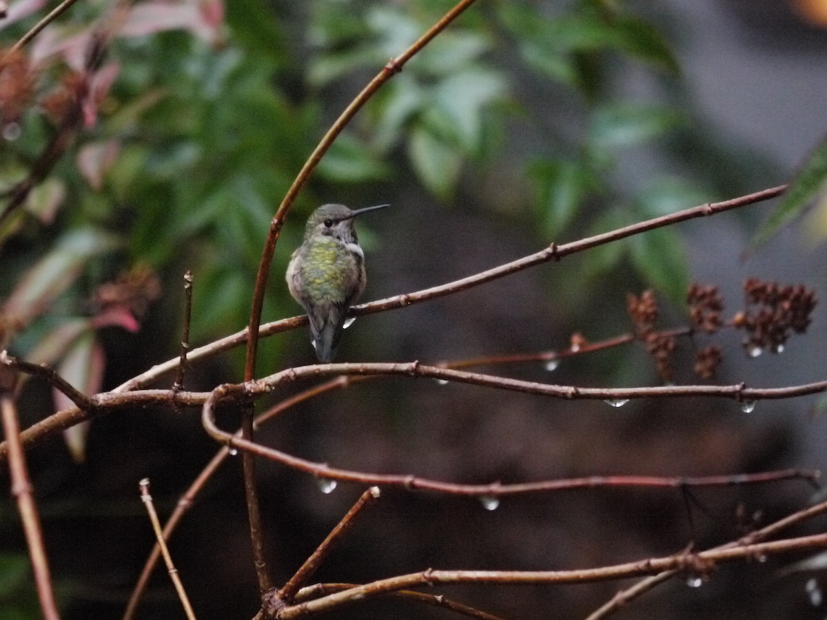 rødkolibri - ML611323959