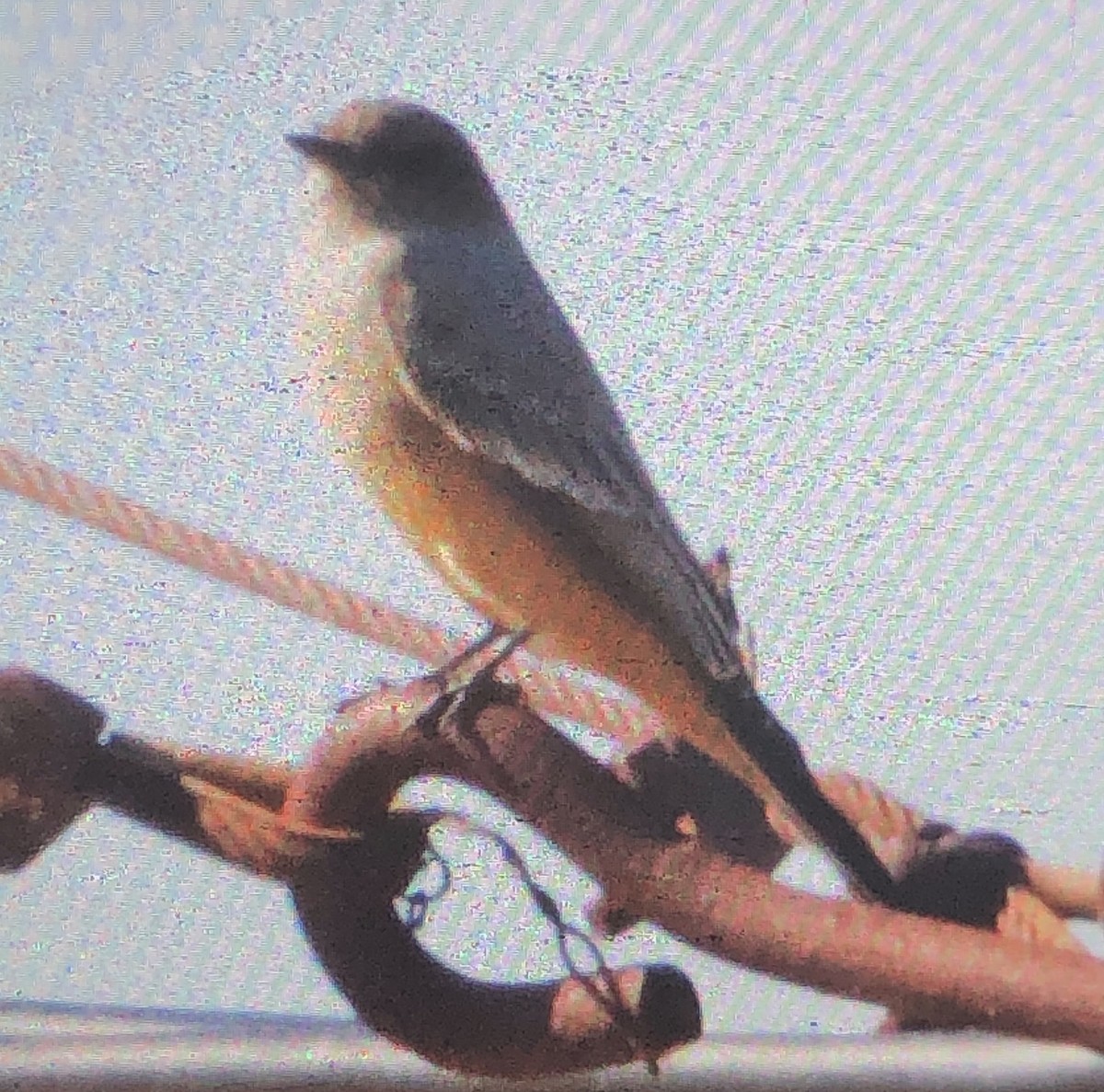 Say's Phoebe - ML611323966