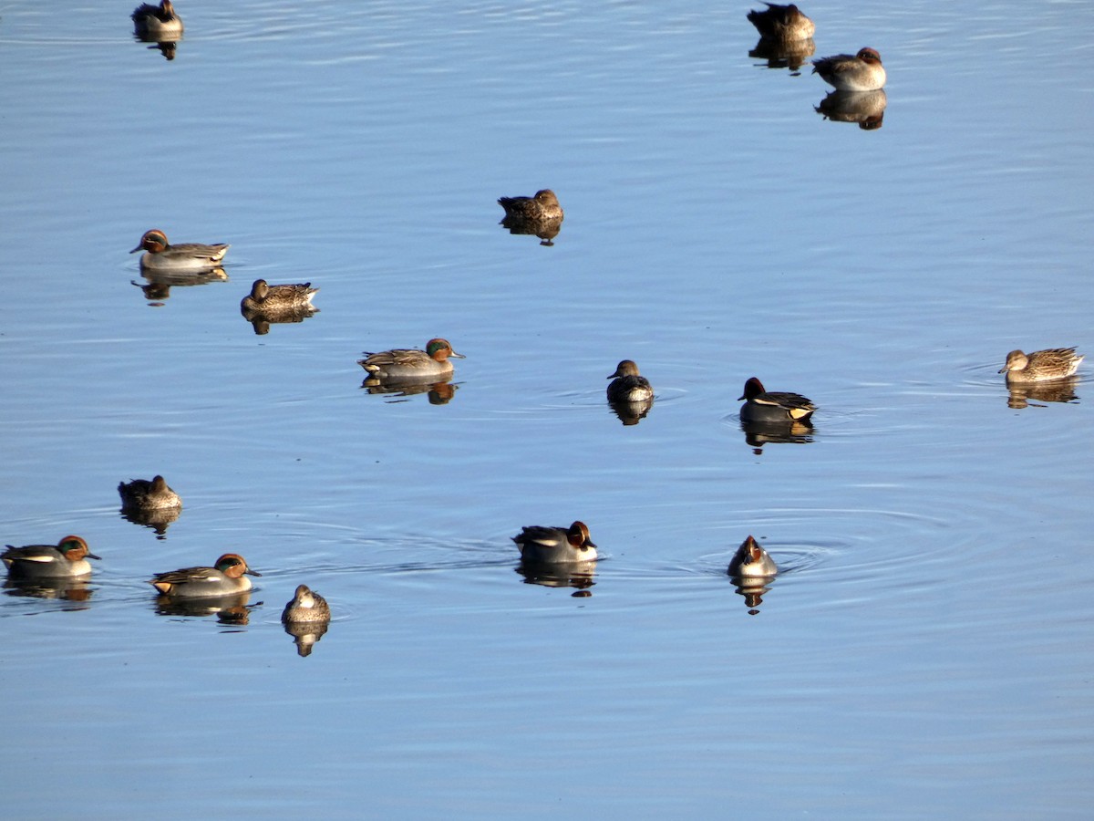 Green-winged Teal - ML611323970