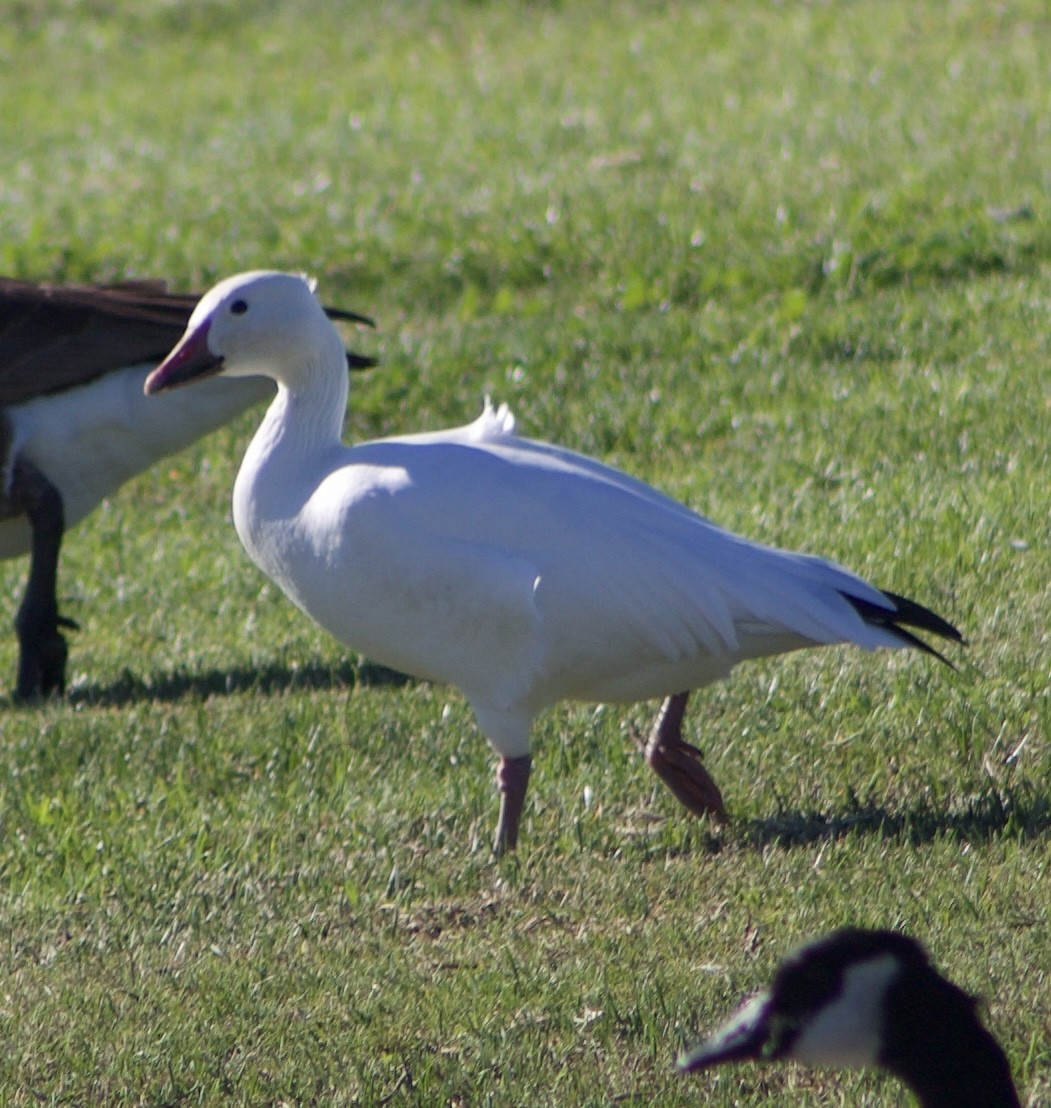 Snow Goose - ML611323975