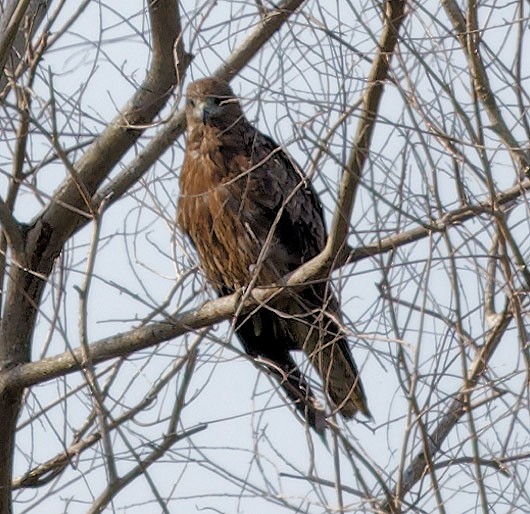 Black Kite - ML611324017