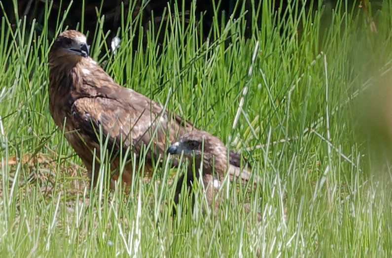 Black Kite - ML611324021