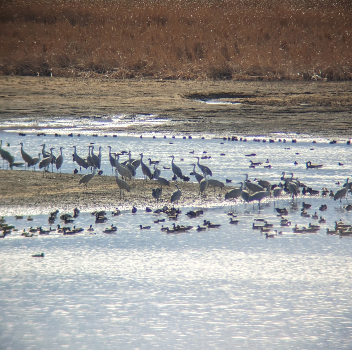 Sandhill Crane - ML611324024