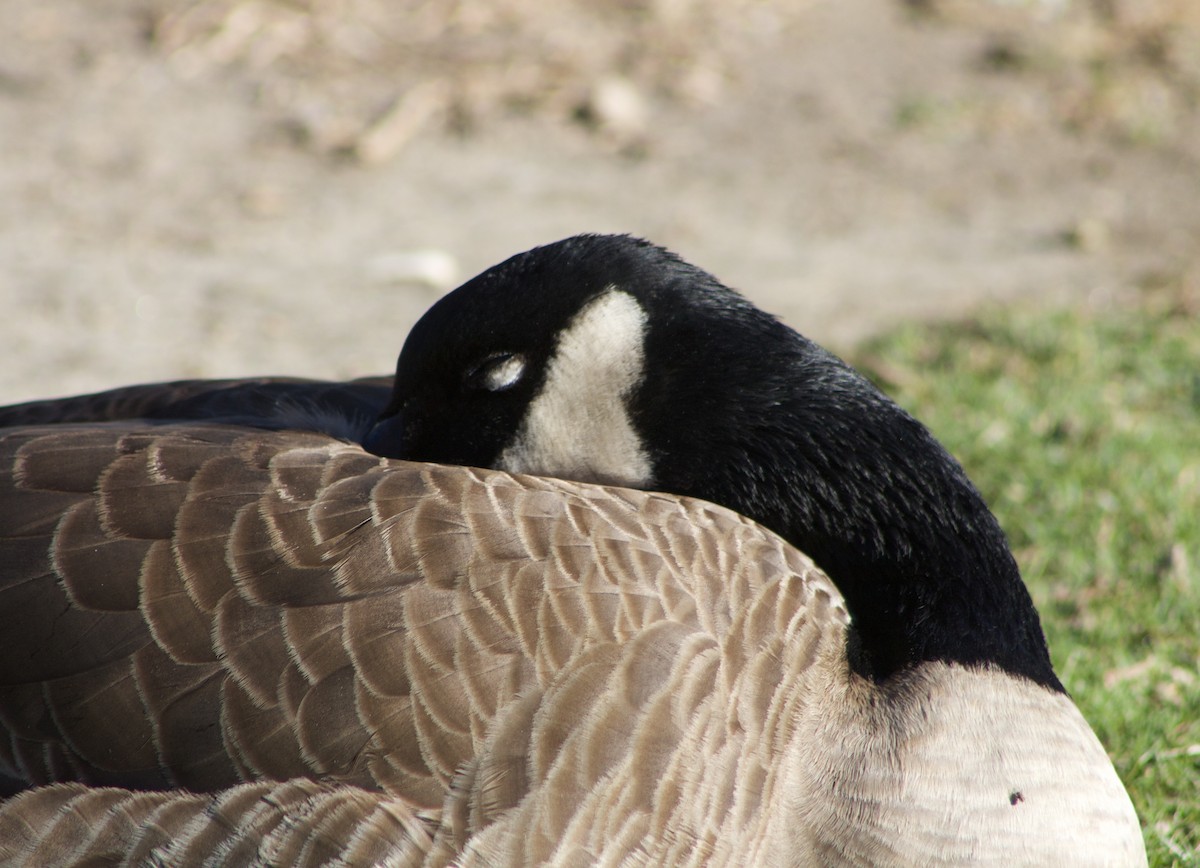 Canada Goose - ML611324027