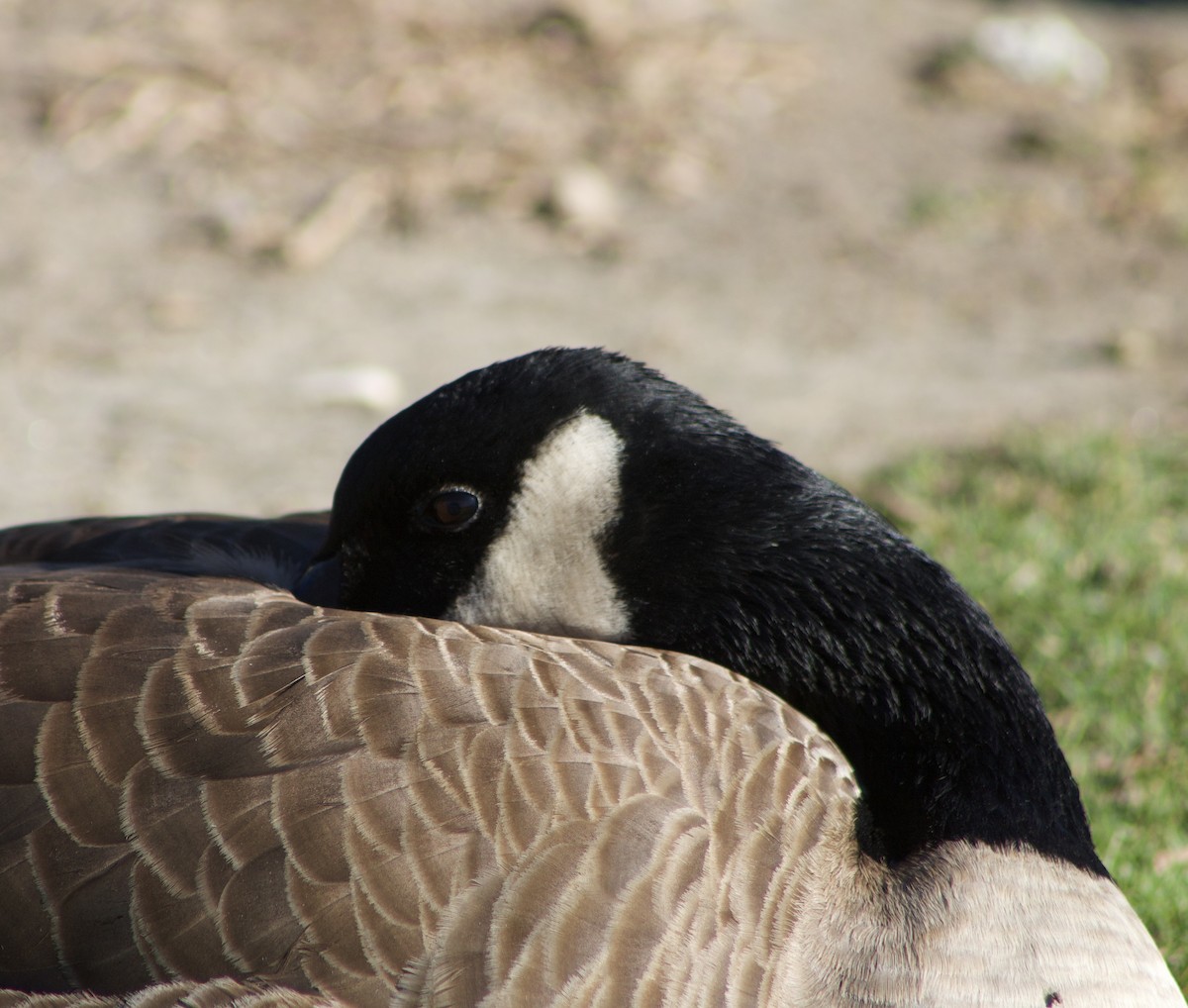 Canada Goose - ML611324028