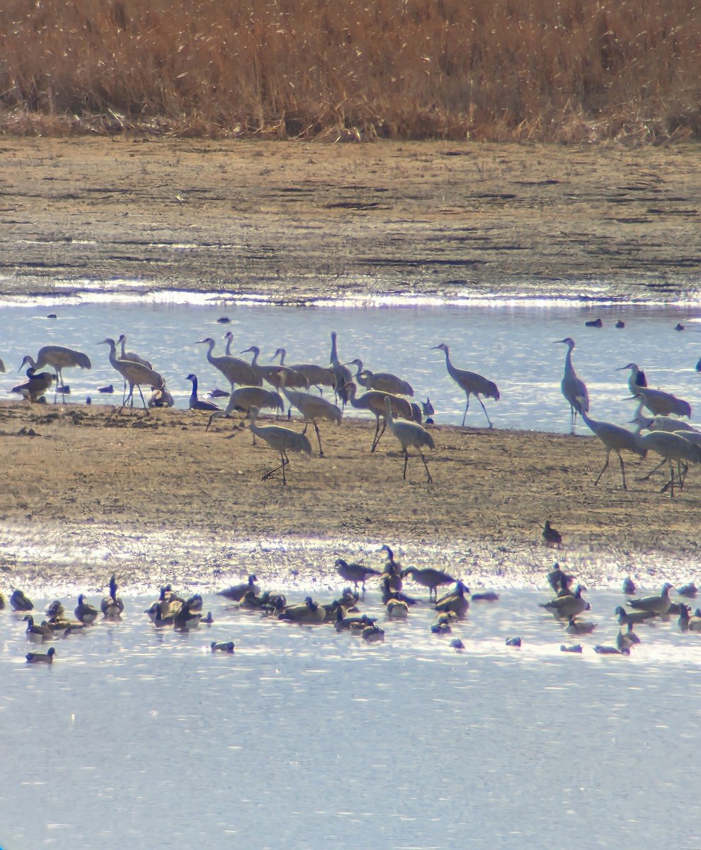 Sandhill Crane - ML611324039