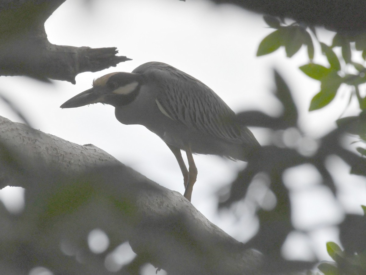 Yellow-crowned Night Heron - ML611324050