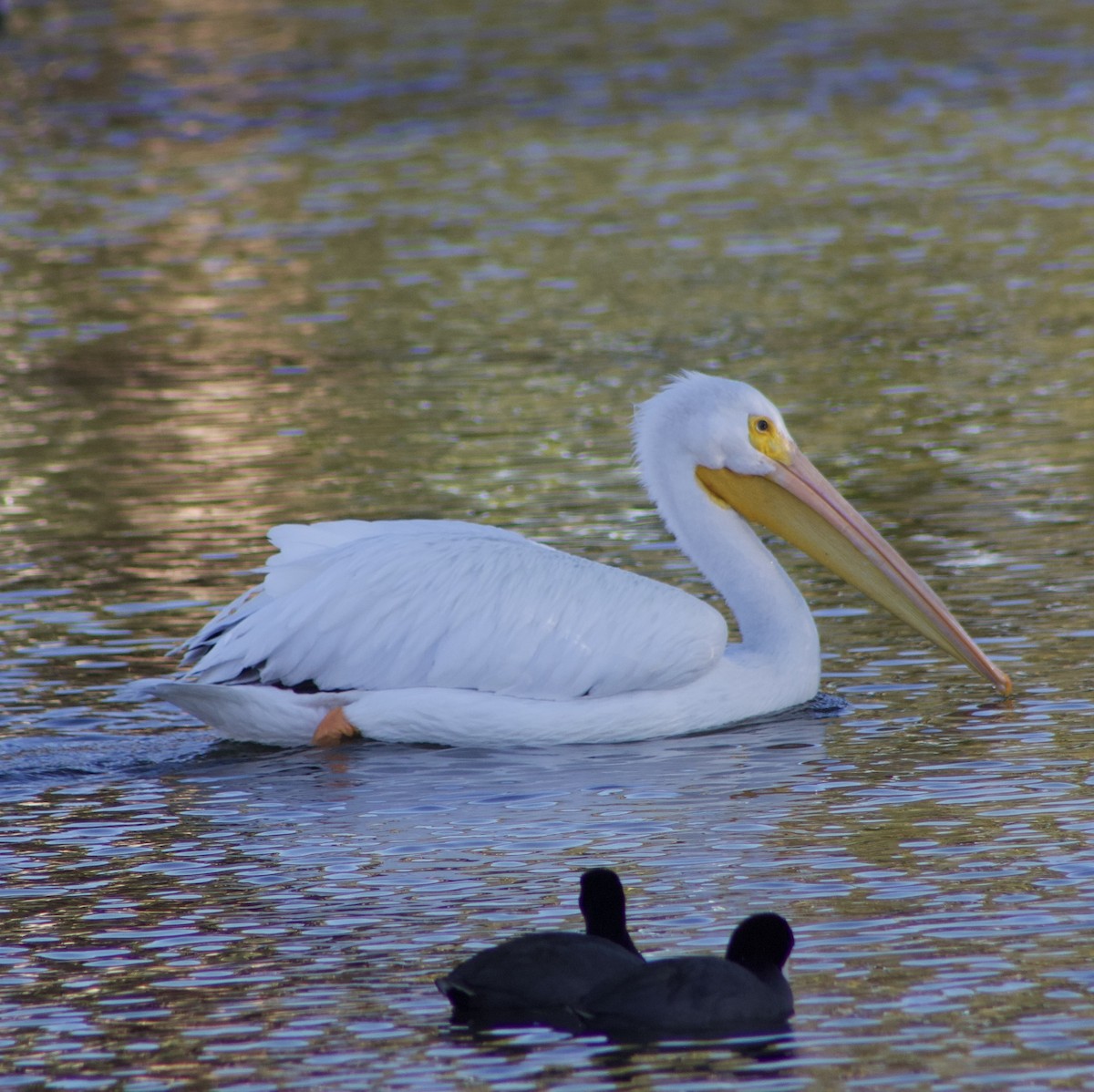 American White Pelican - Caitlin Eldridge