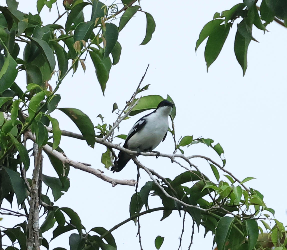 Black-browed Triller (Biak) - ML611324120