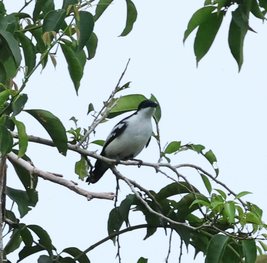 Black-browed Triller (Biak) - David Bates