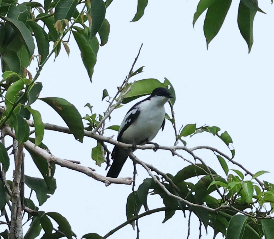 Oruguero Cejinegro (leucoptera) - ML611324123