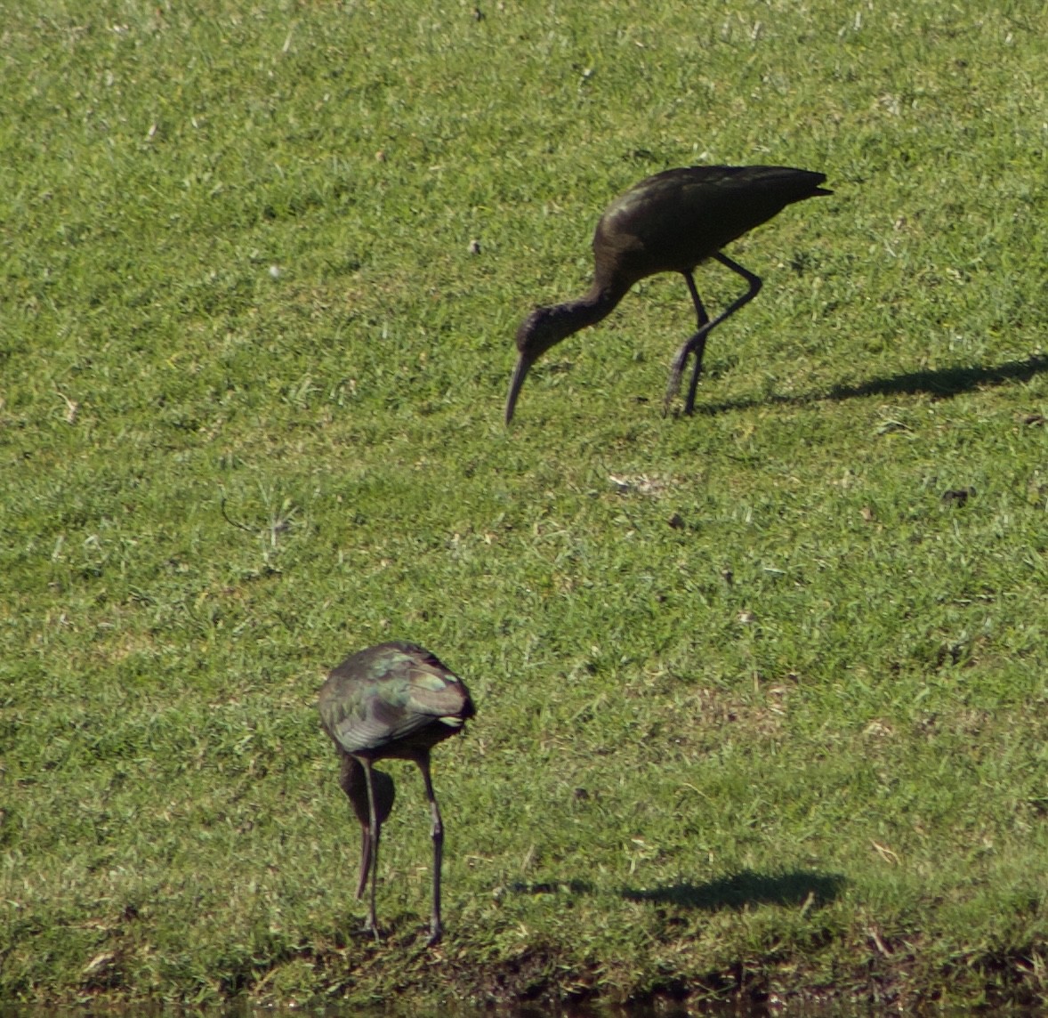 Ibis à face blanche - ML611324149