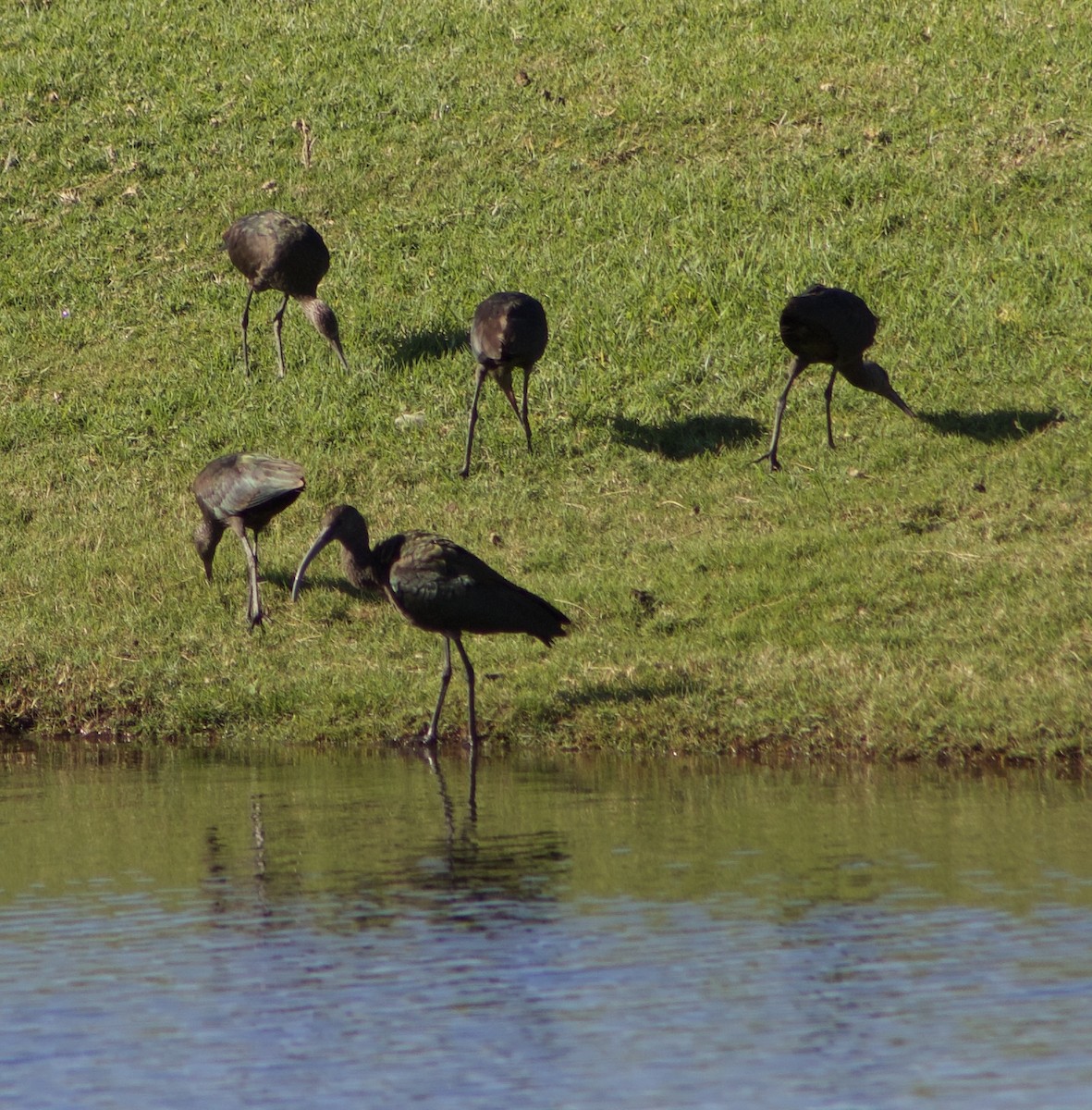 White-faced Ibis - ML611324150