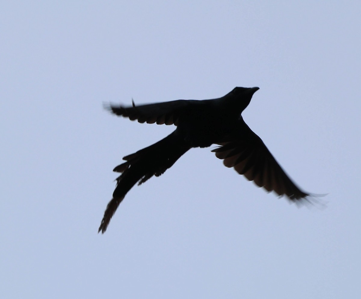 Long-tailed Starling - David Bates