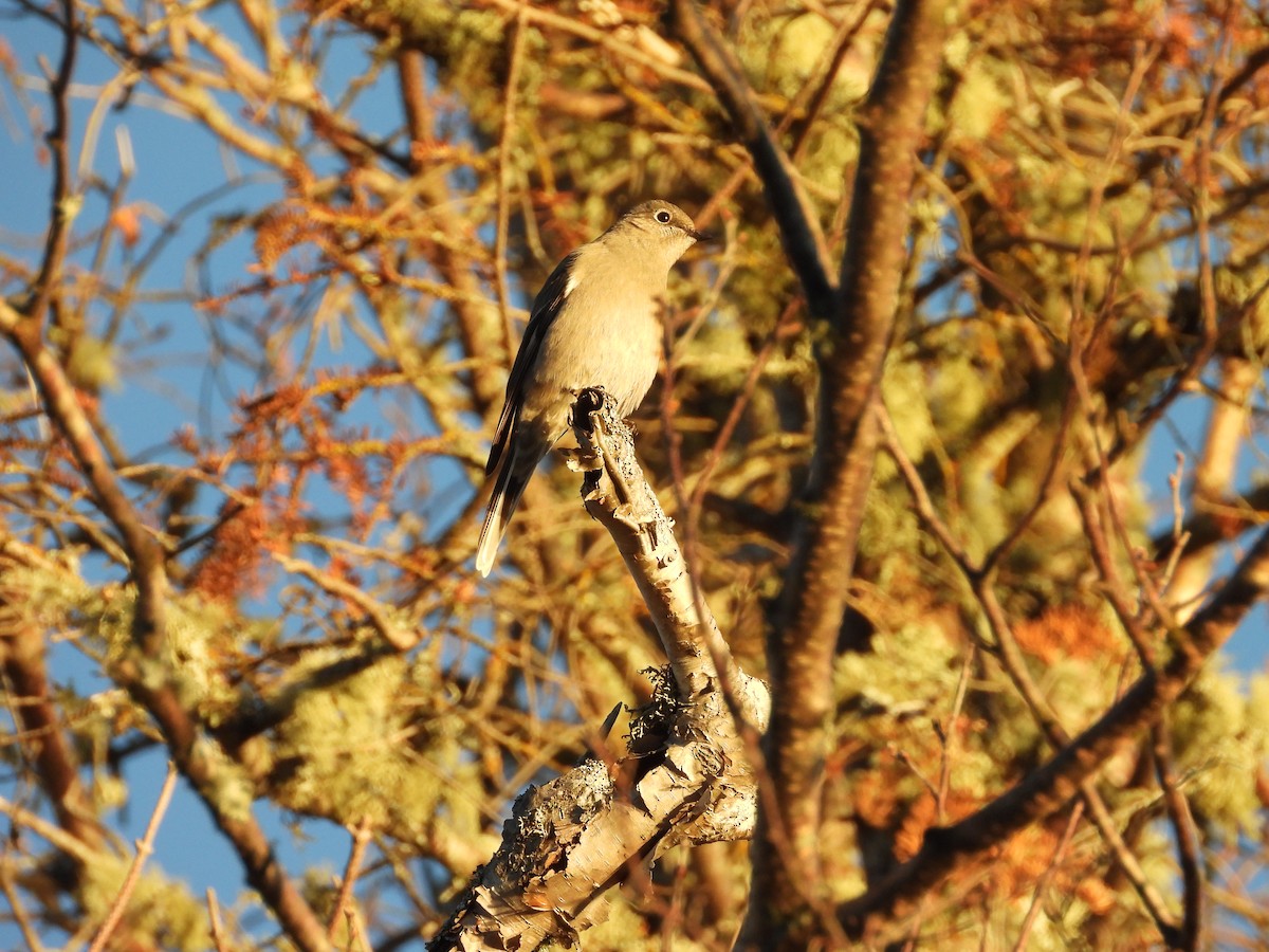 Townsend's Solitaire - ML611324229