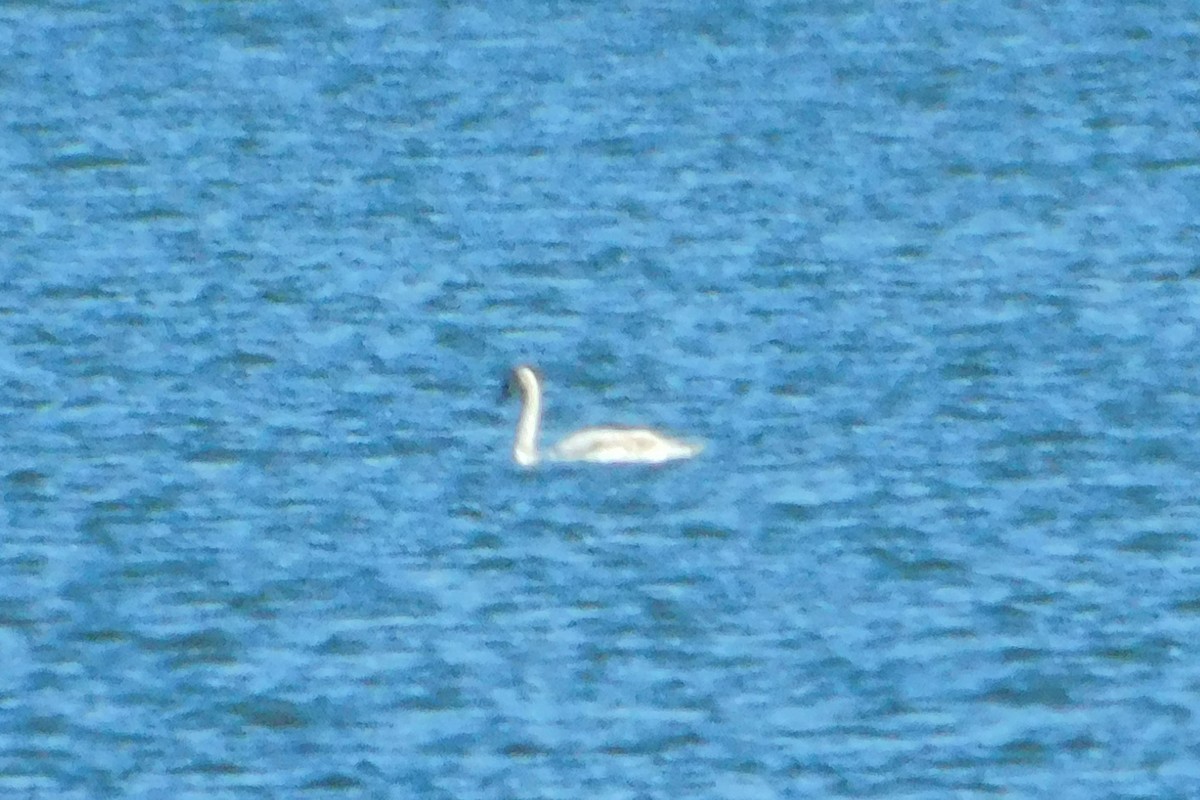 Cisne sp. - ML611324262