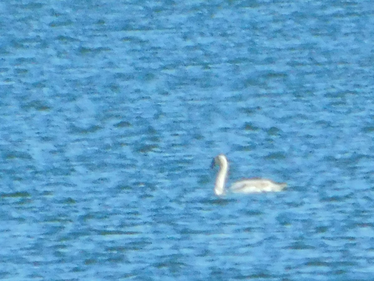 cygne sp. - ML611324263