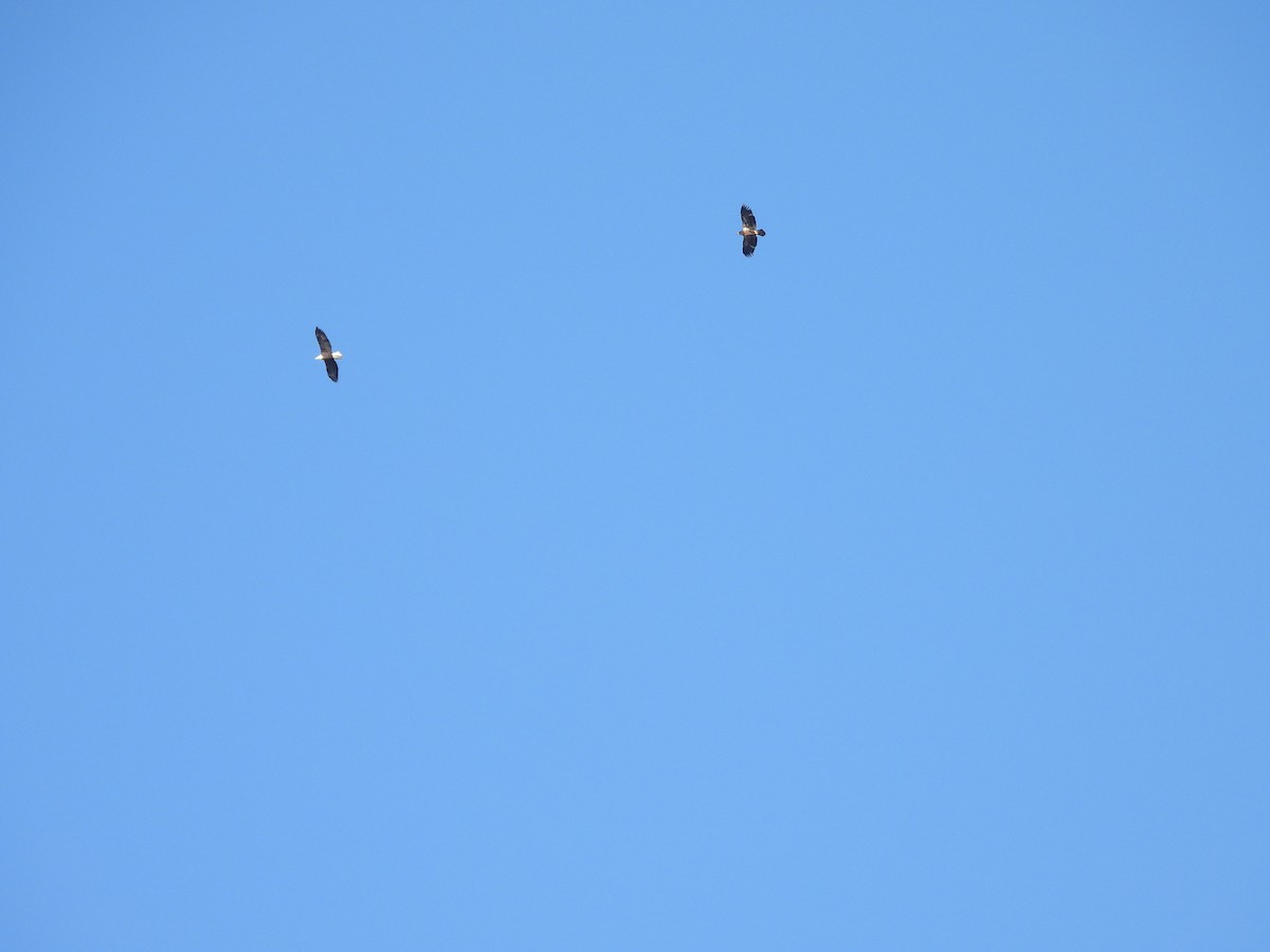 Bald Eagle - ML611324280