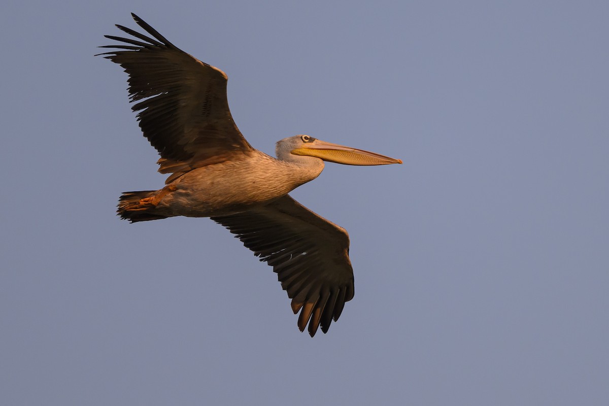 Pink-backed Pelican - Stephen Davies