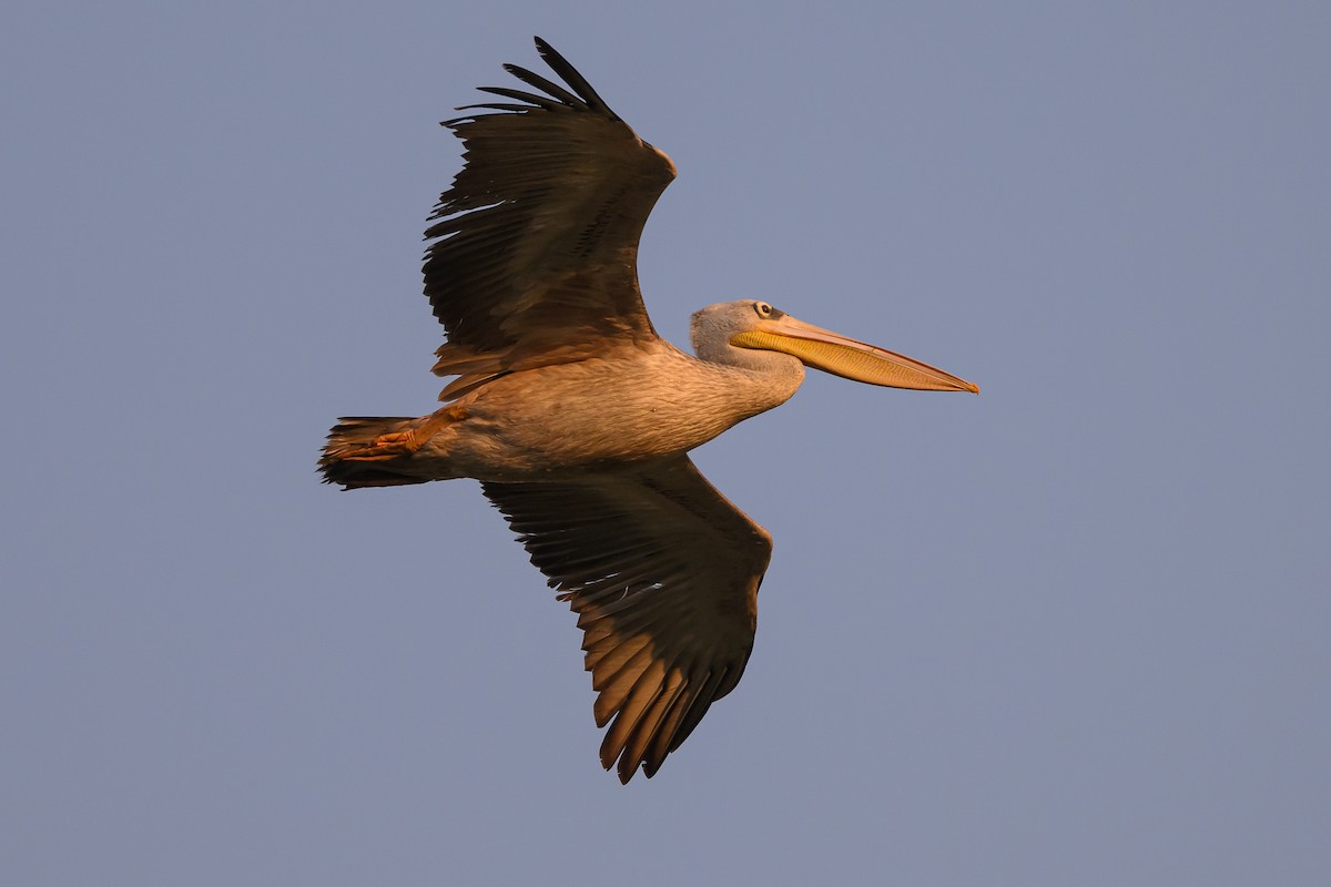 Pink-backed Pelican - Stephen Davies