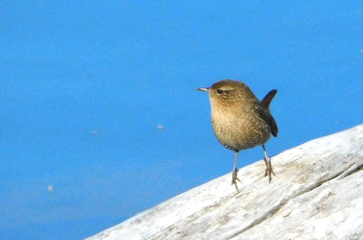 Winter Wren - ML611324387