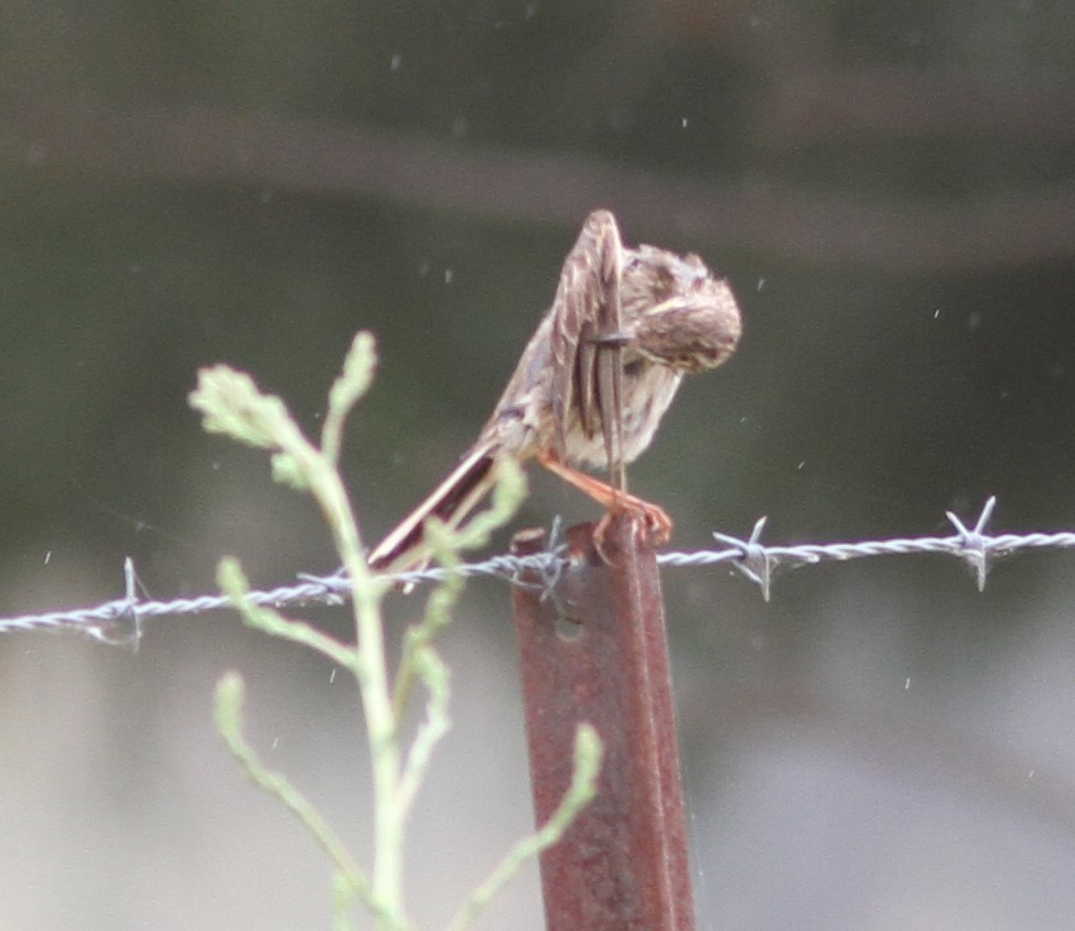 Australian Pipit - ML611324508