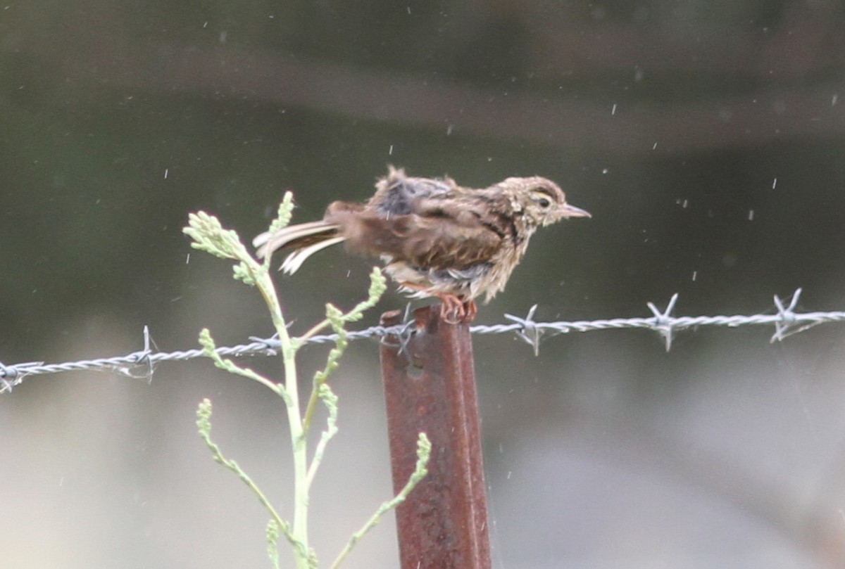 Australian Pipit - ML611324509