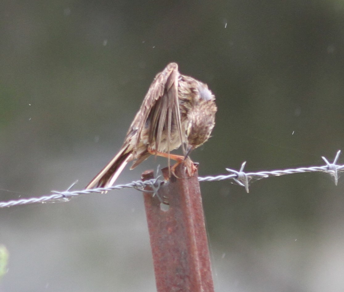 Australian Pipit - ML611324510