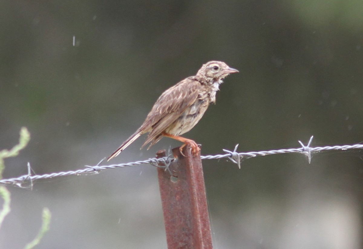 Australian Pipit - ML611324511