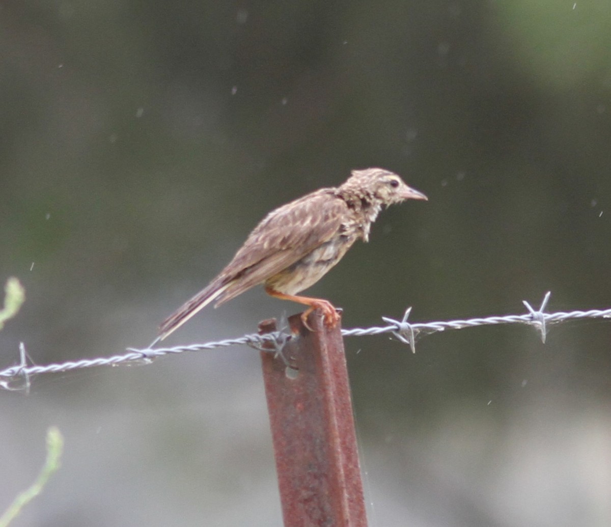 Australian Pipit - ML611324512