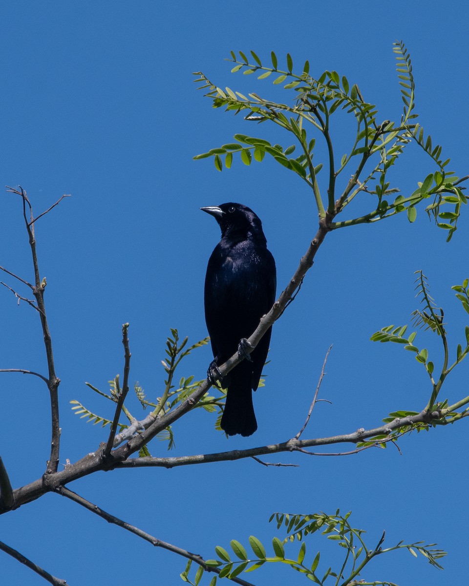 Shiny Cowbird - ML611324547