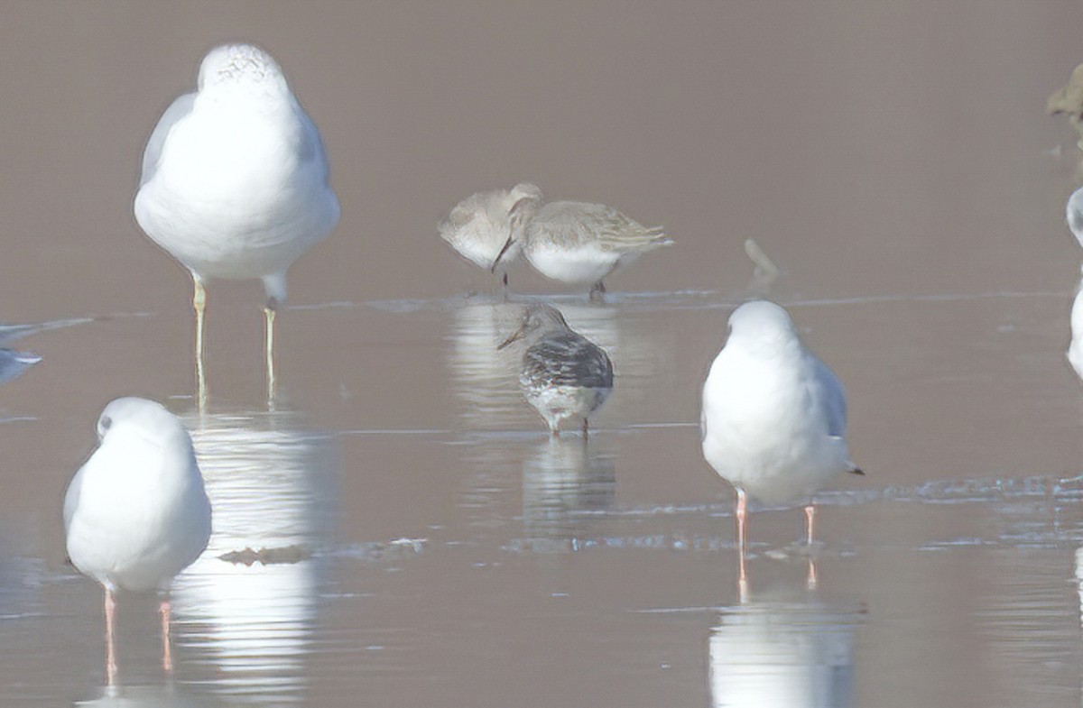 Purple Sandpiper - ML611324590