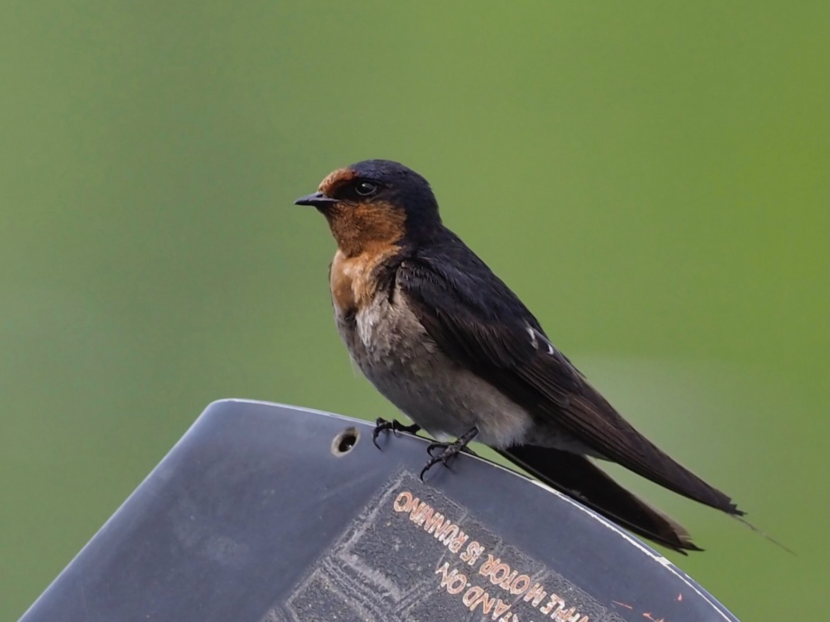 Golondrina Australiana - ML611324665