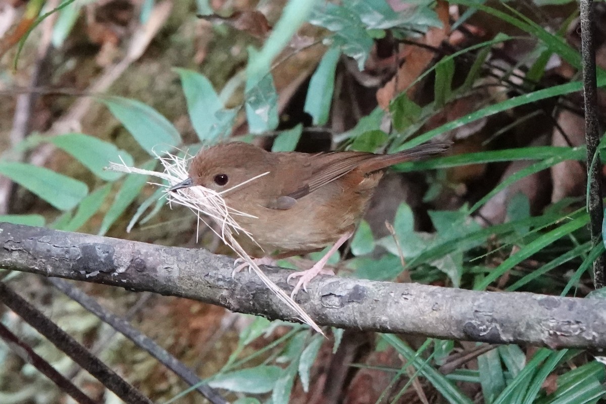 Atherton Scrubwren - ML611324681