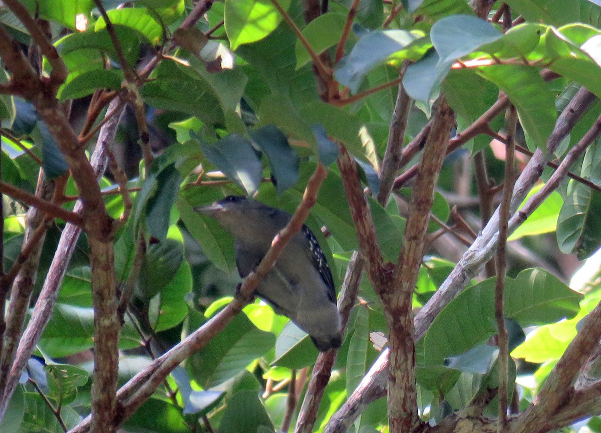 Spot-winged Antshrike - ML611324703