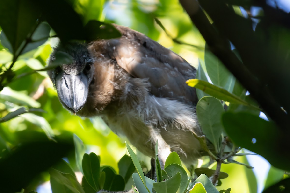 Boat-billed Heron - ML611324822