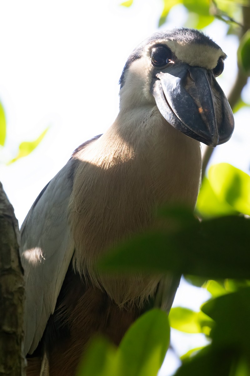 Boat-billed Heron - ML611324824