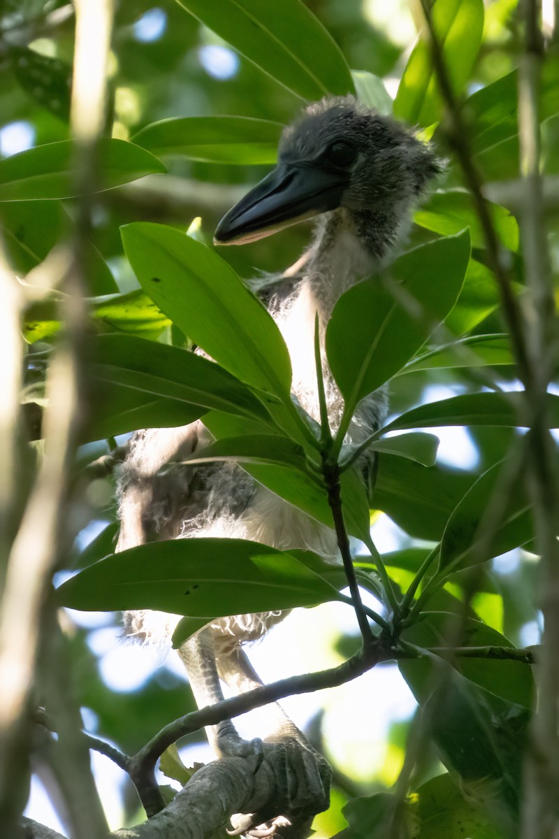 Boat-billed Heron - ML611324825